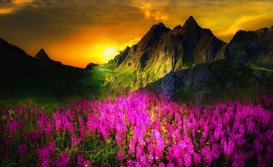 flowers green mountain yellow sky - Rex Sikes' Daily Inspiration and ...